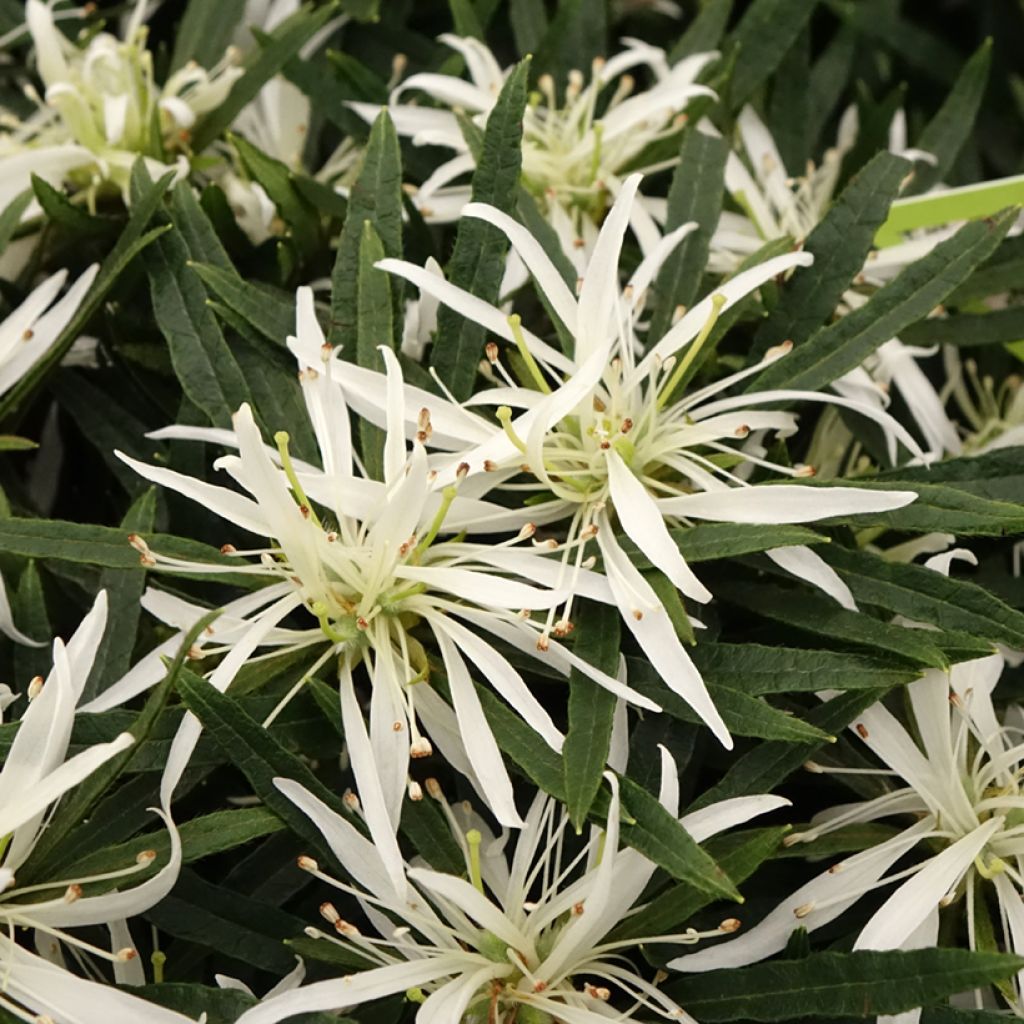 Japanische Azalee Star Style White - Azalea