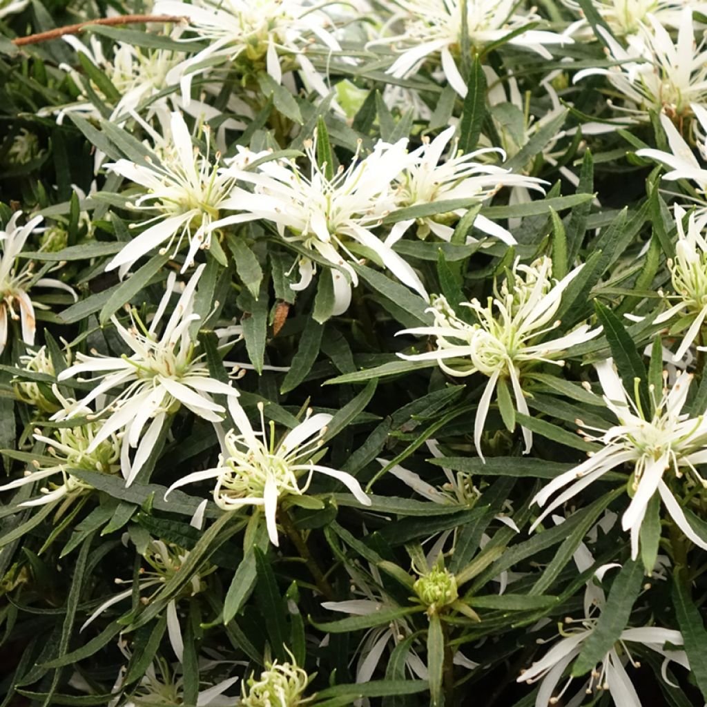Japanische Azalee Star Style White - Azalea