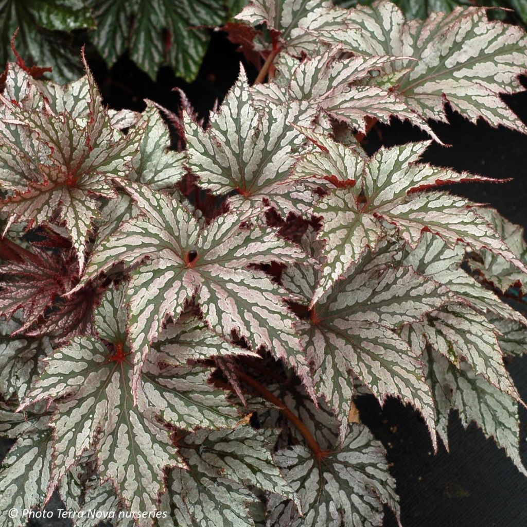 Begonie Garden Angel Silver - Begonia