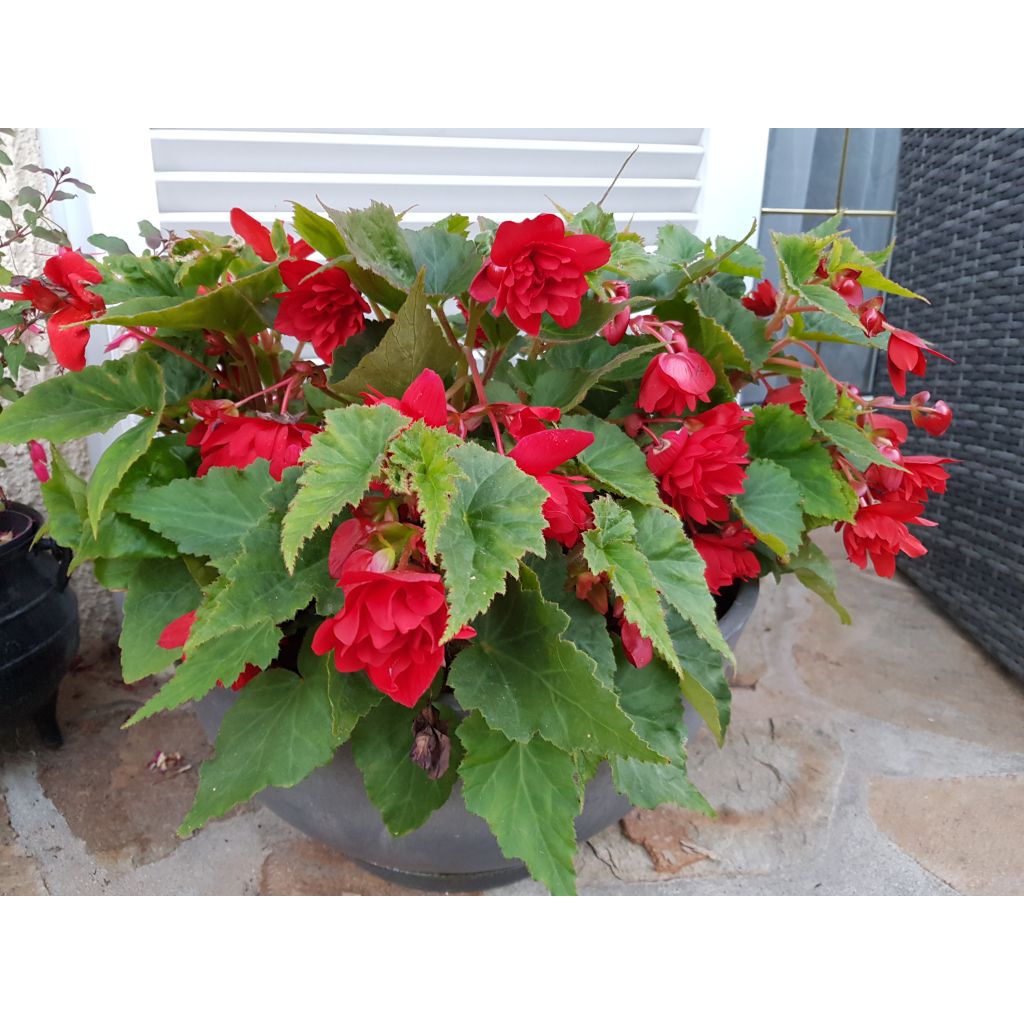 Begonie Illumination Ecarlate - Begonia pendula