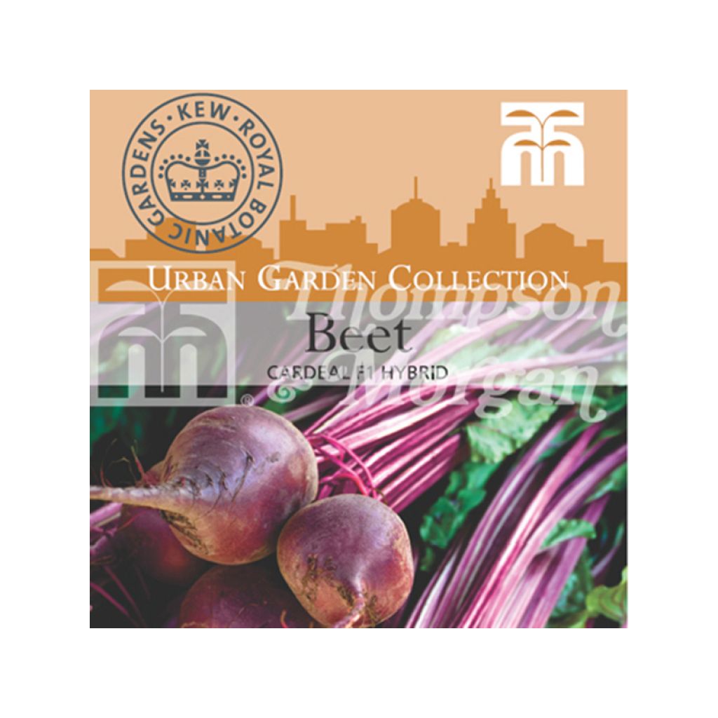 Rote Bete Cardeal F1