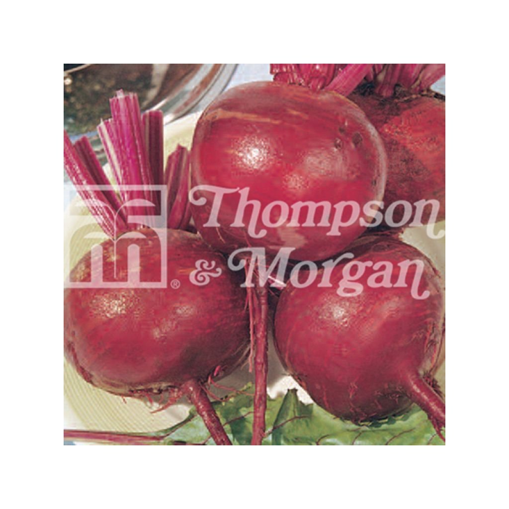 Rote Bete Detroit 2 Crimson Globe