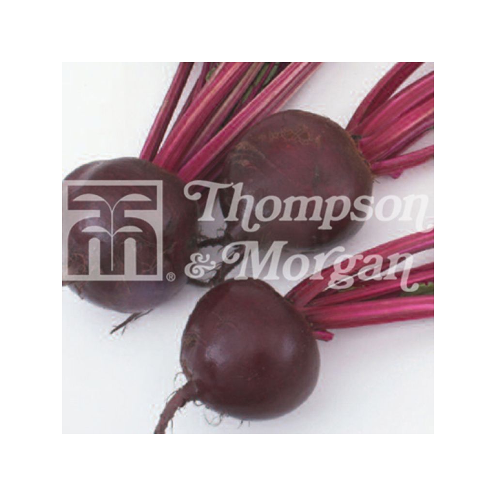 Rote Bete Kestrel F1