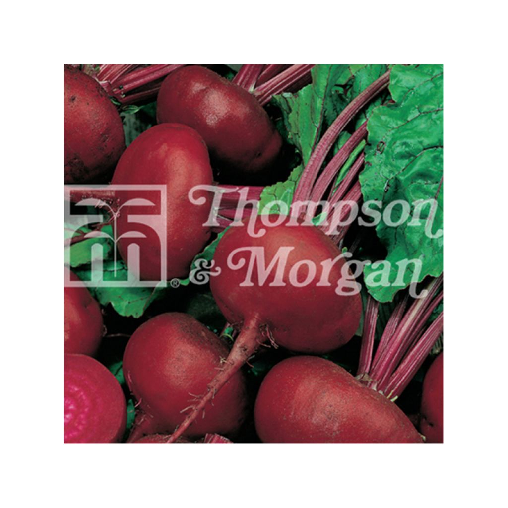 Rote Bete Paonazza d'Egitto