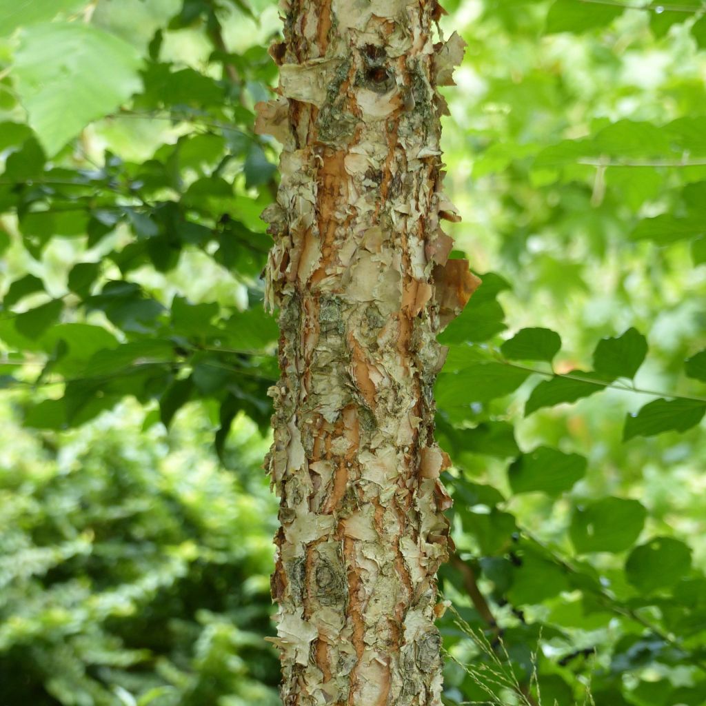 Betula nigra Heritage - Schwarz-Birke