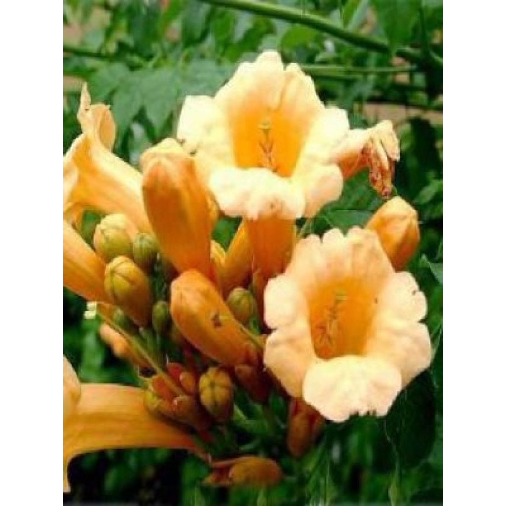 Campsis radicans Yellow Trumpet - Amerikanische Klettertrompete