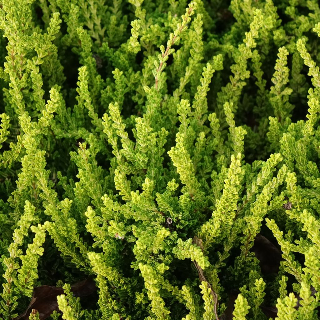 Besenheide Garden Girls Zeta - Calluna vulgaris