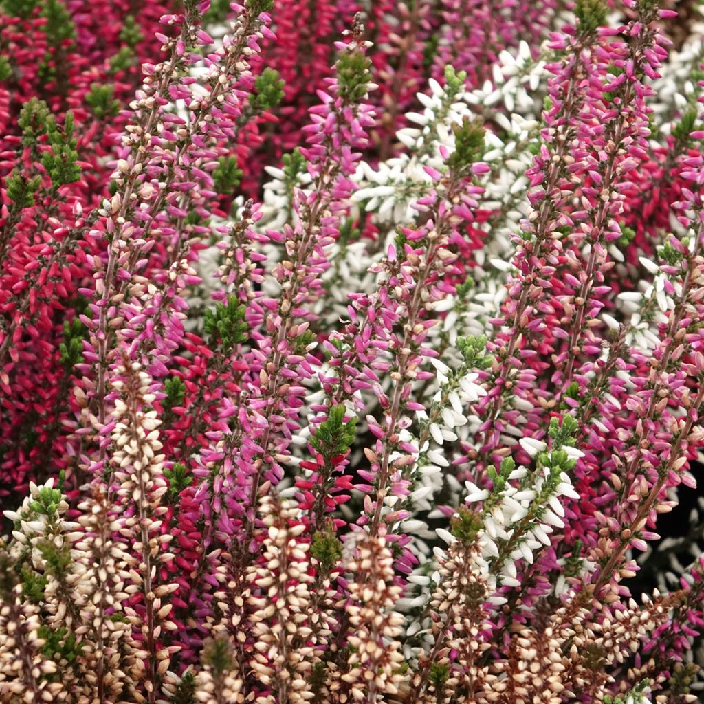 Besenheide Garden Girls Trio Mix - Calluna vulgaris