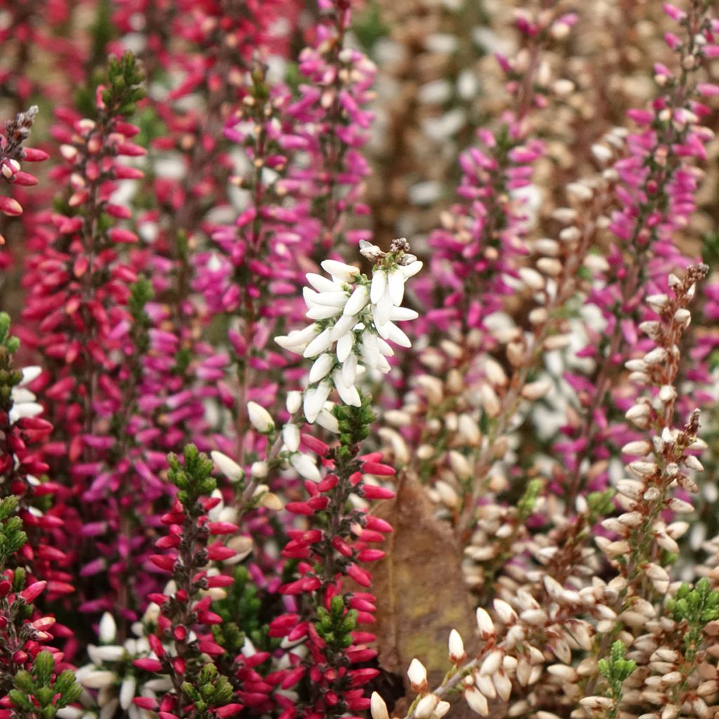 Besenheide Garden Girls Trio Mix - Calluna vulgaris