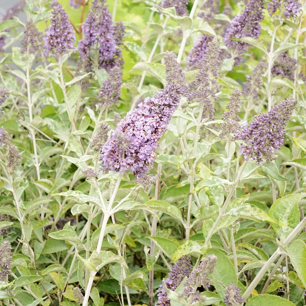 Buddleja Lochinch - Sommerflieder