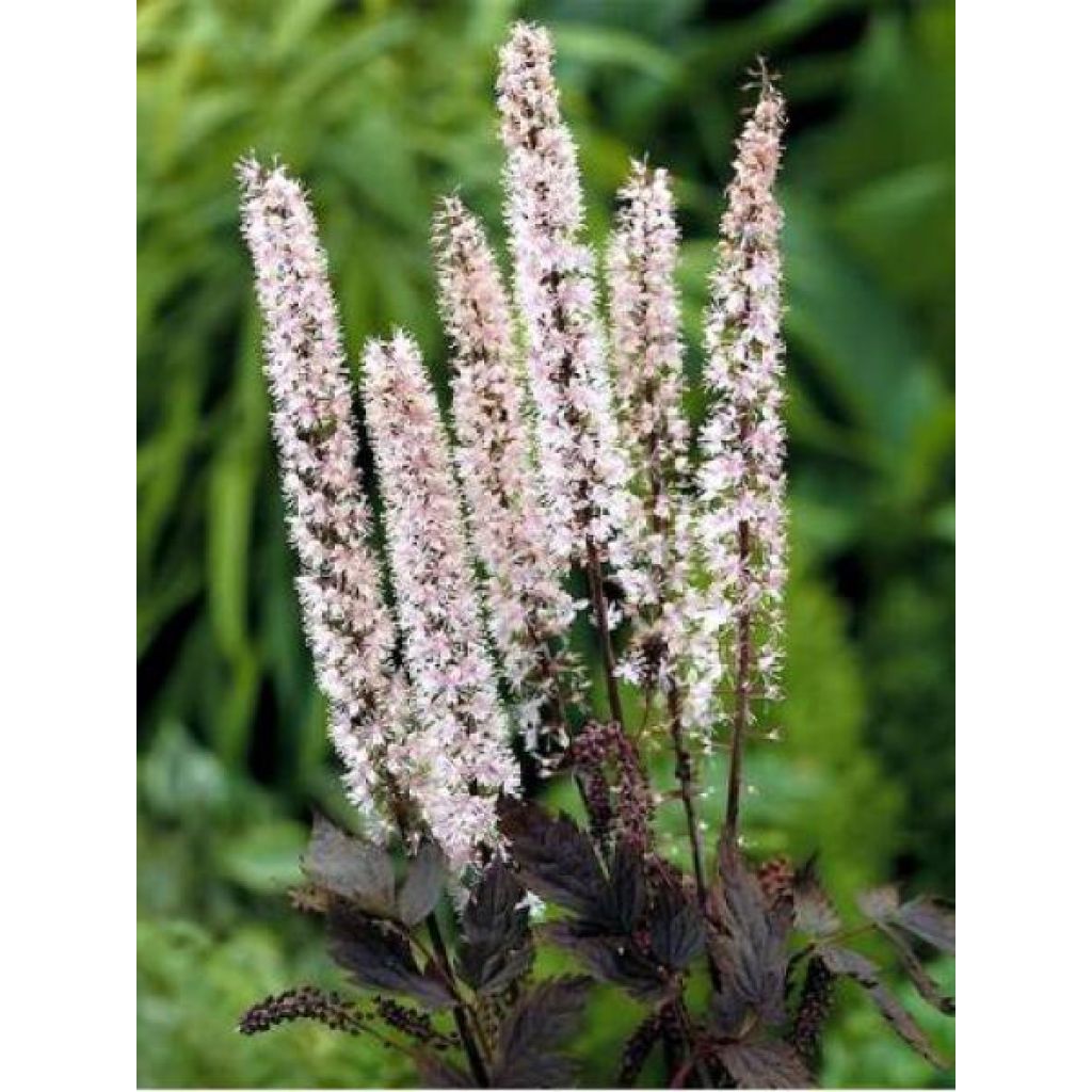 Actaea simplex Pink Spike - Oktober-Silberkerze
