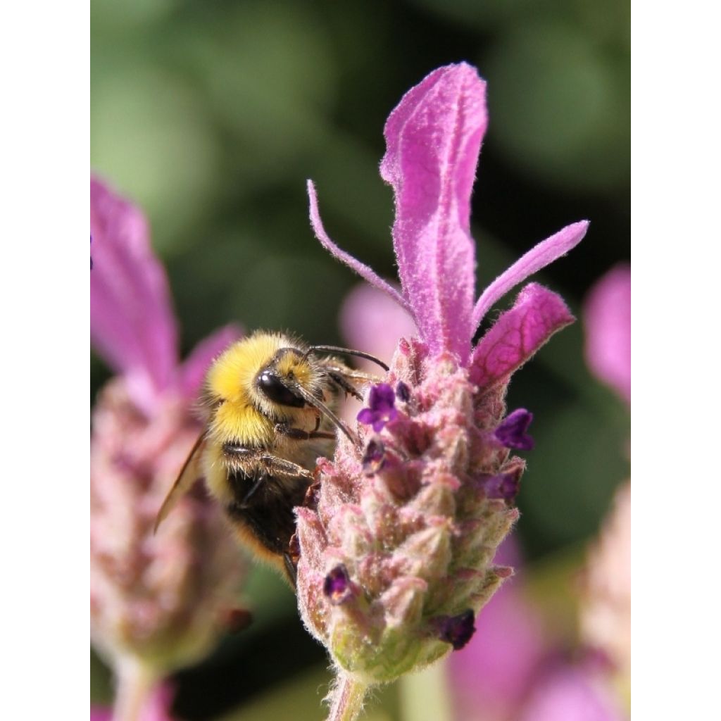 Les butineuses adorent la lavande papillon !