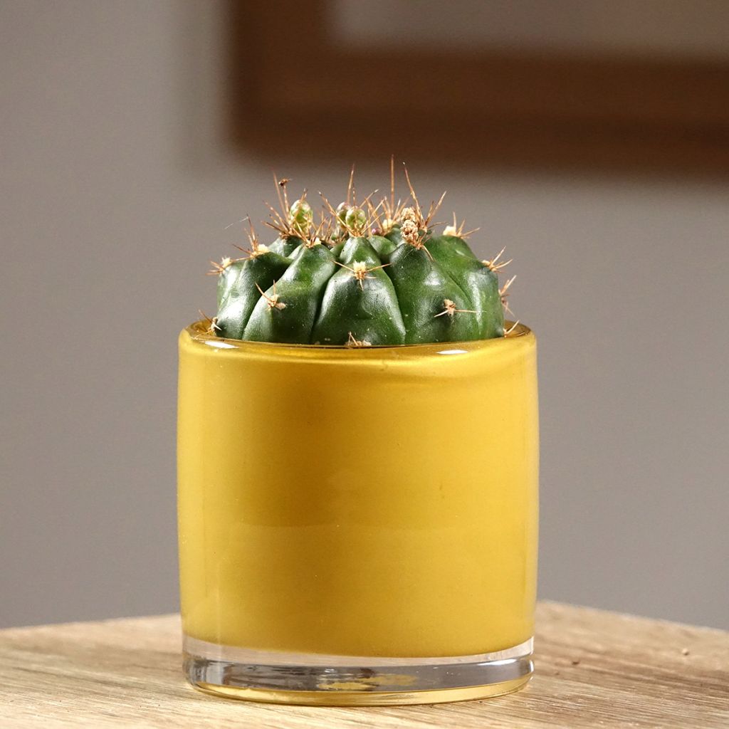 Kaktus - Gymnocalycium baldianum