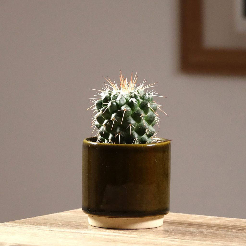 Kaktus - Mammillaria baxteriana
