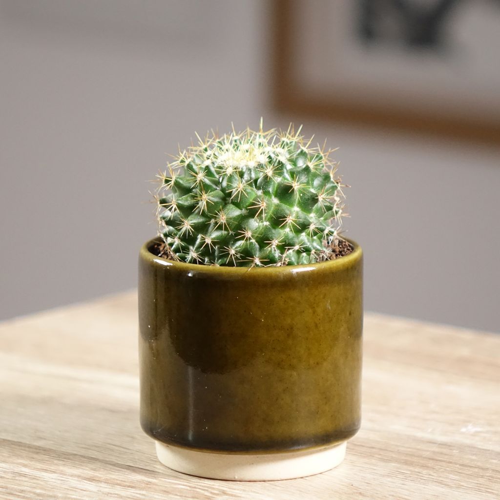 Kaktus - Mammillaria marksiana