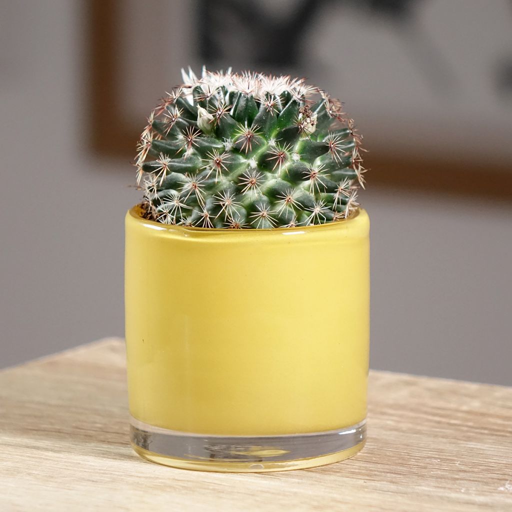 Kaktus - Mammillaria pringlei