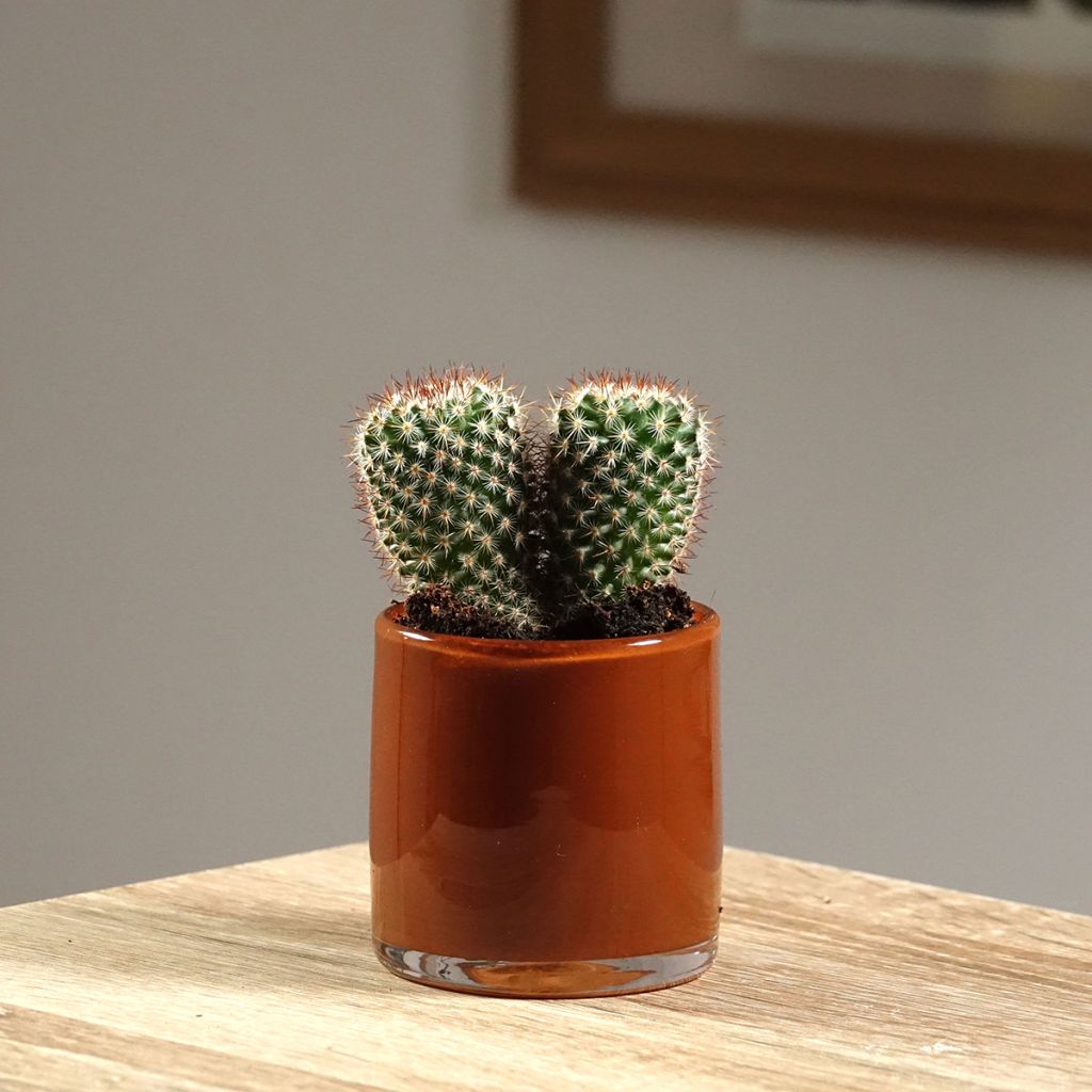 Kaktus - Mammillaria spinosissima f. rubrispina 