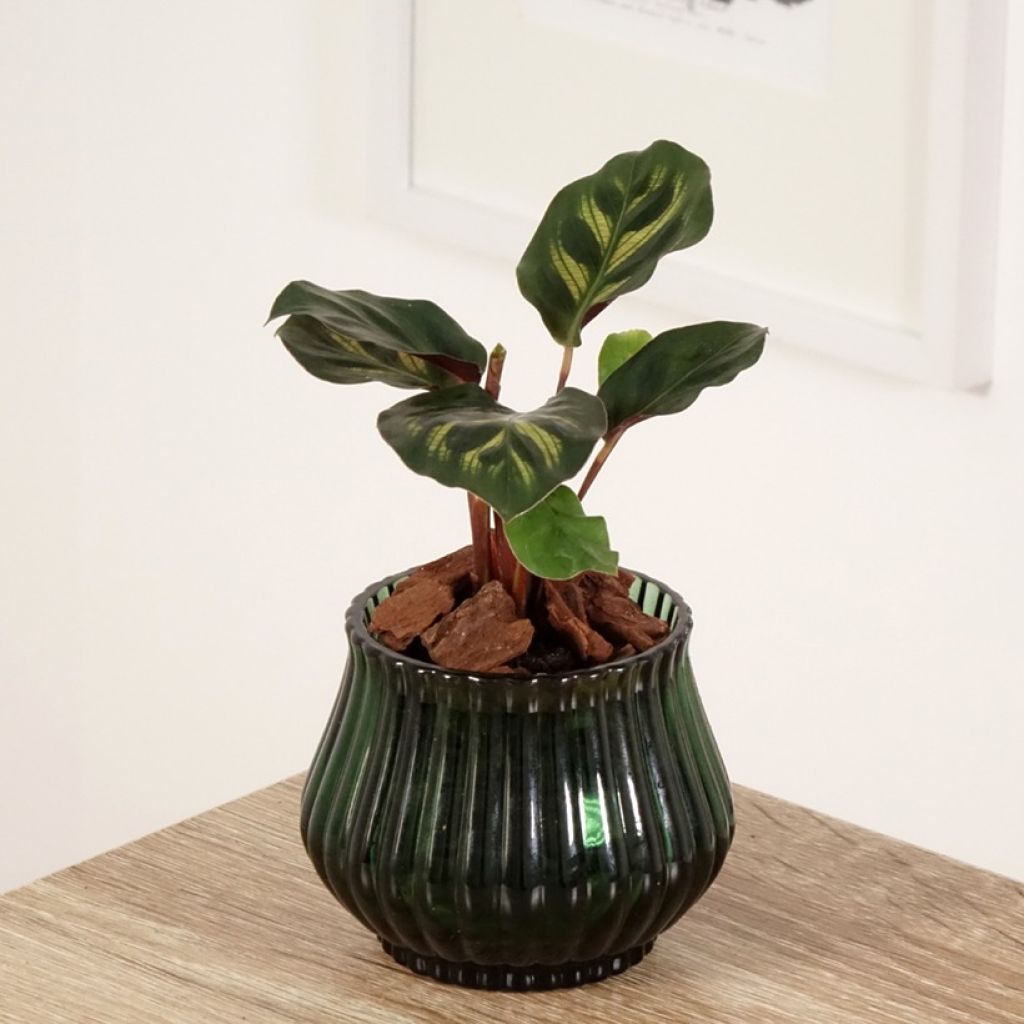 Calathea makoyana - Korbmaranten