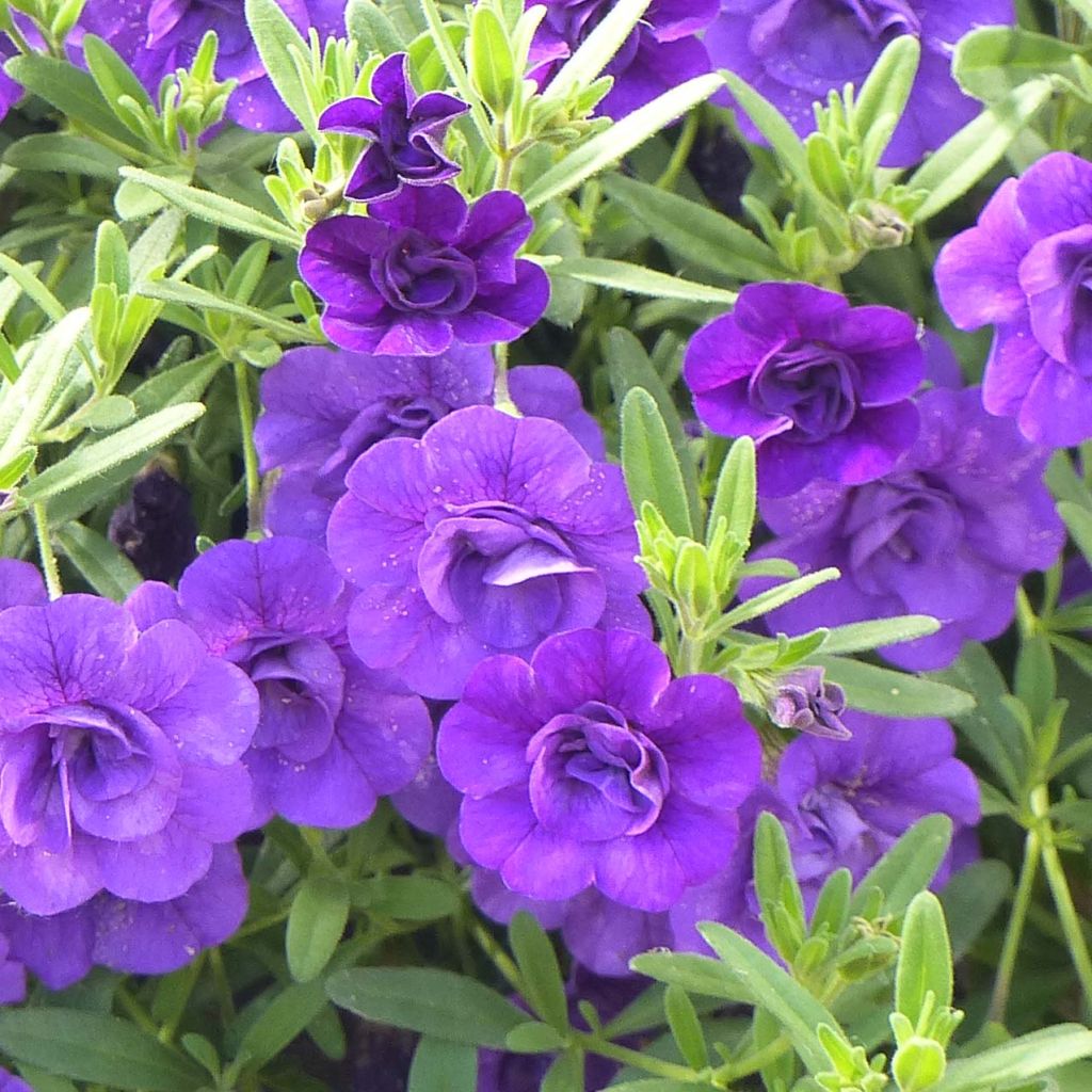Zauberglöckchen Can-Can Rosies Blue - Calibrachoa