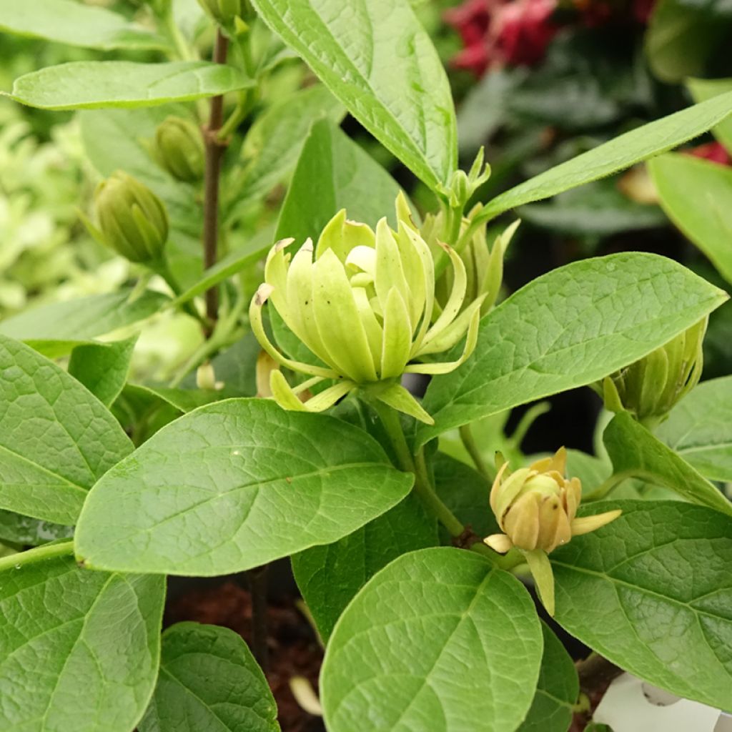 Calycanthus floridus Athens - Echter Gewürzstrauch