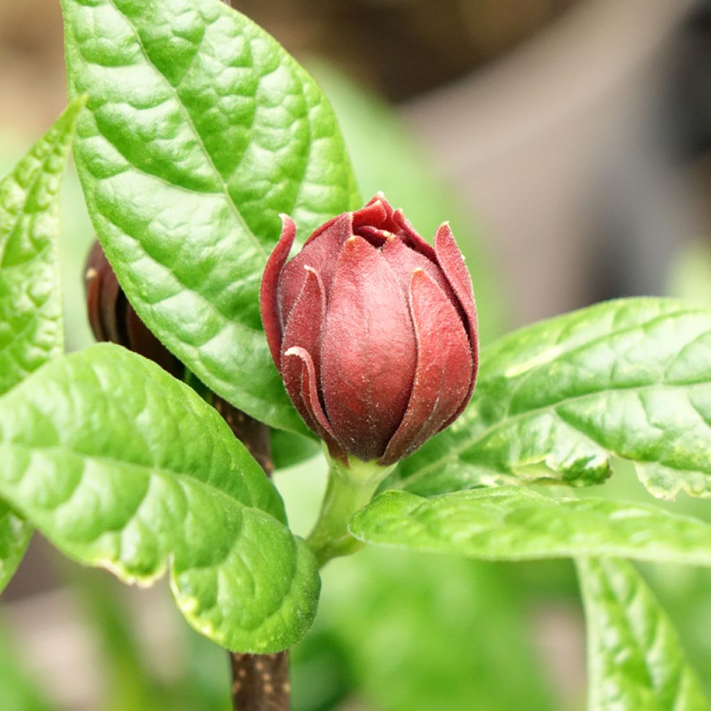 Calycanthus floridus Michael Lindsay - Echter Gewürzstrauch