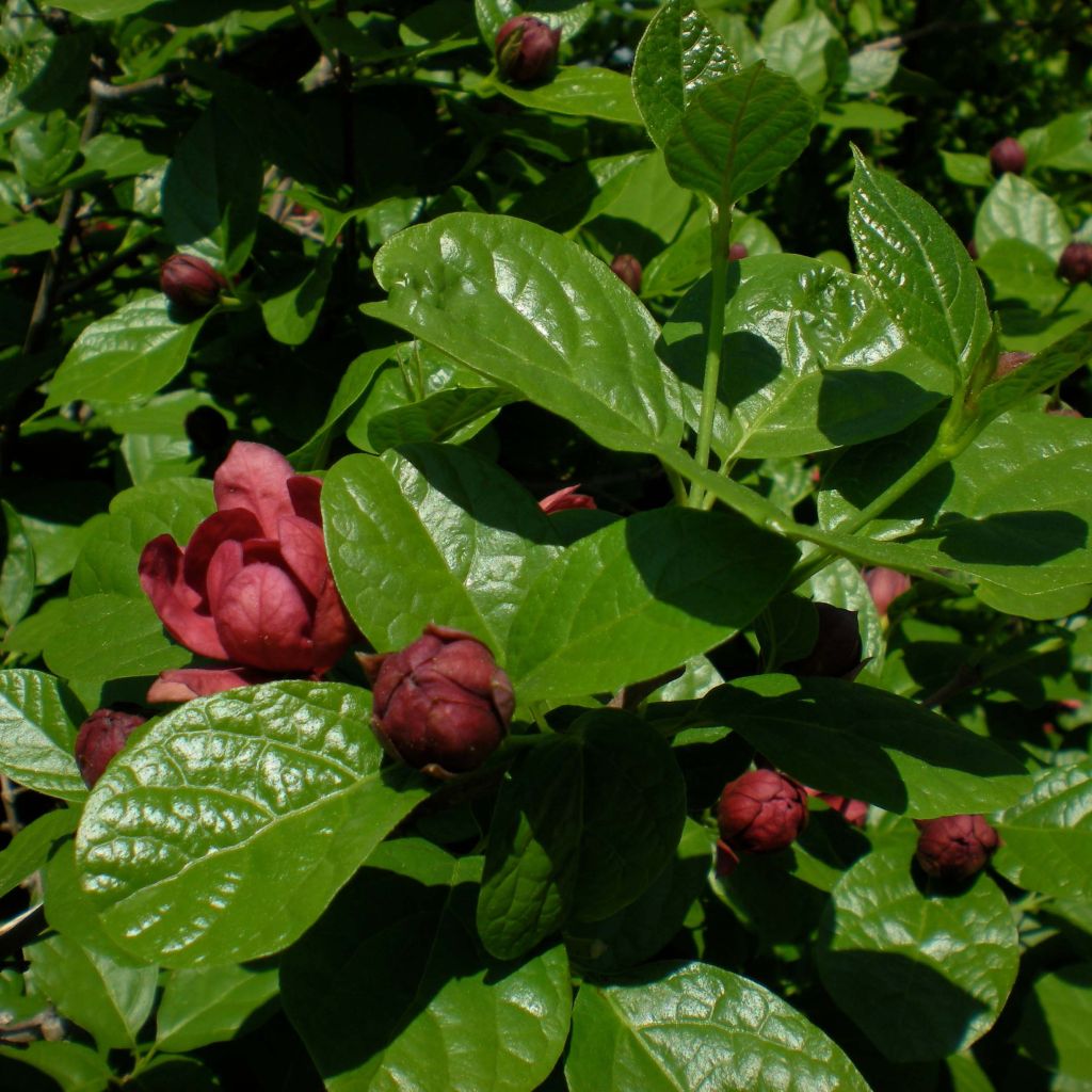 Calycanthus raulstonii Hartlage Wine - Gewürzstrauch