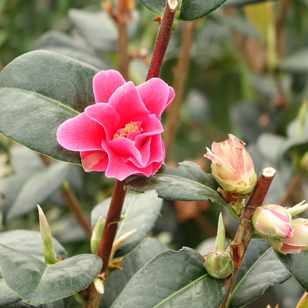 Camellia reticulata Illumination - Kamelie