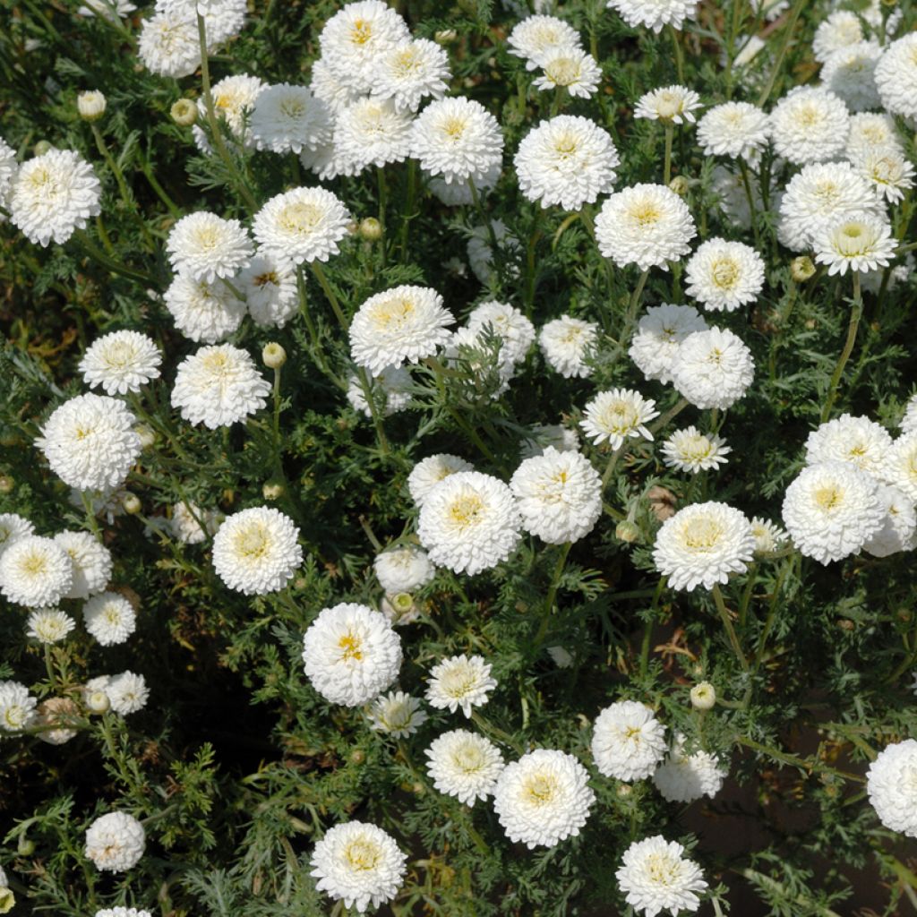 Römische Hundskamille Ligulosum - Chamaemelum nobile