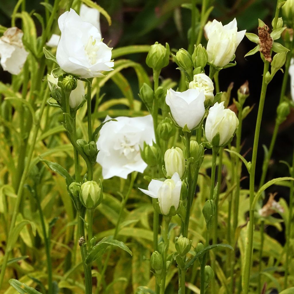 Pfirsichblättrige Glockenblume La Bonne Amie - Campanula persicifolia