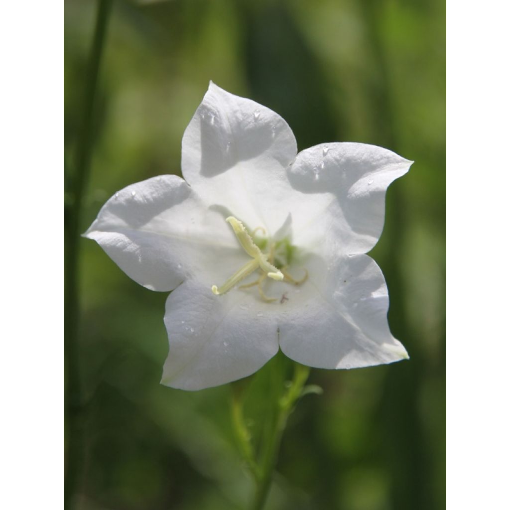 Pfirsichblättrige Glockenblume Alba - Campanula persicifolia