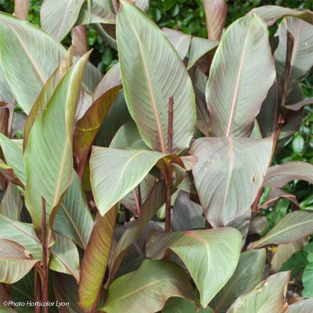 Blumenrohr Purpurea - Canna indica