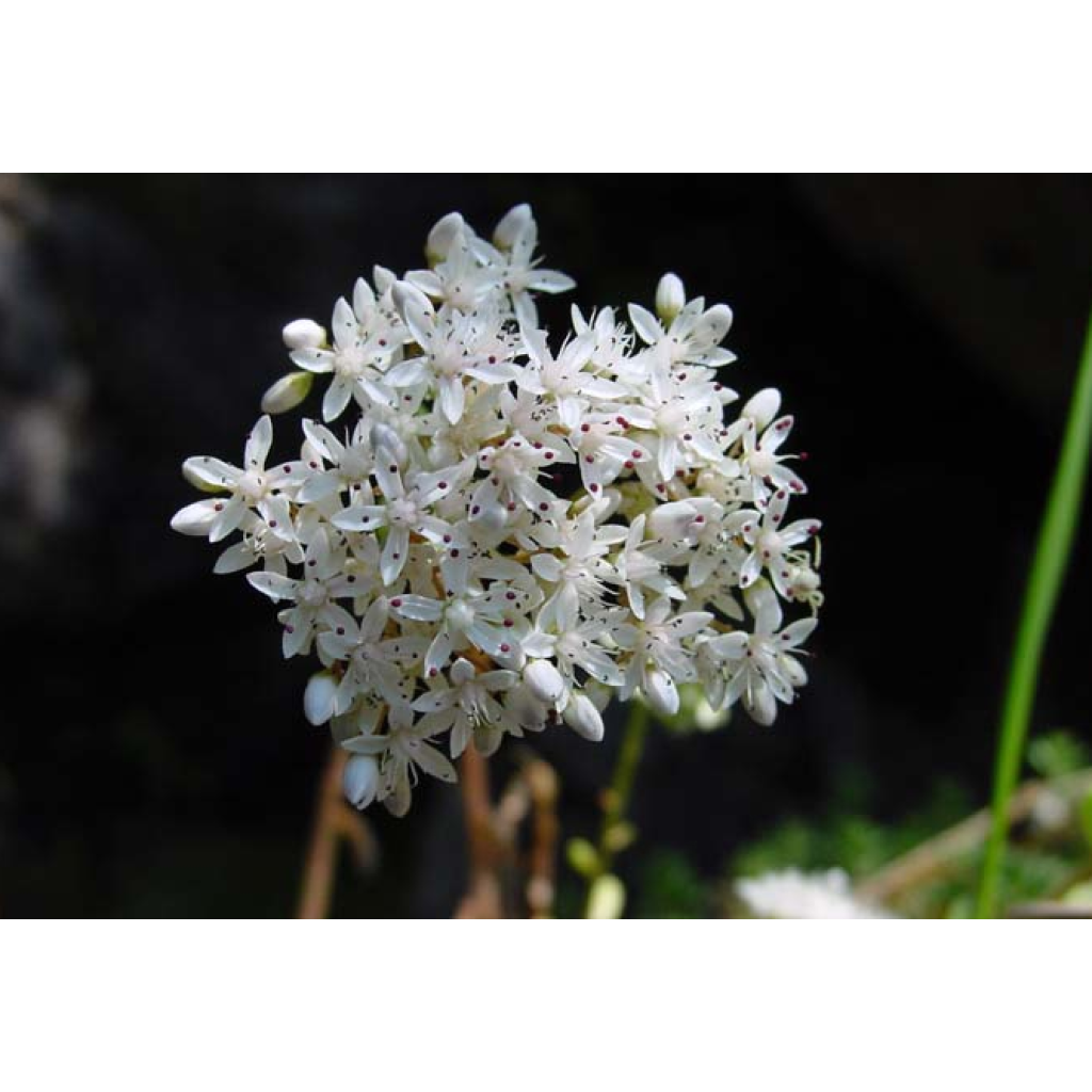 Fetthenne - Sedum album var. murale