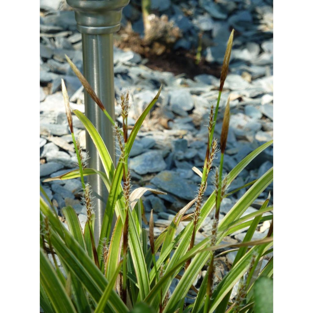 Carex morrowii Ice Dance - Japan-Segge