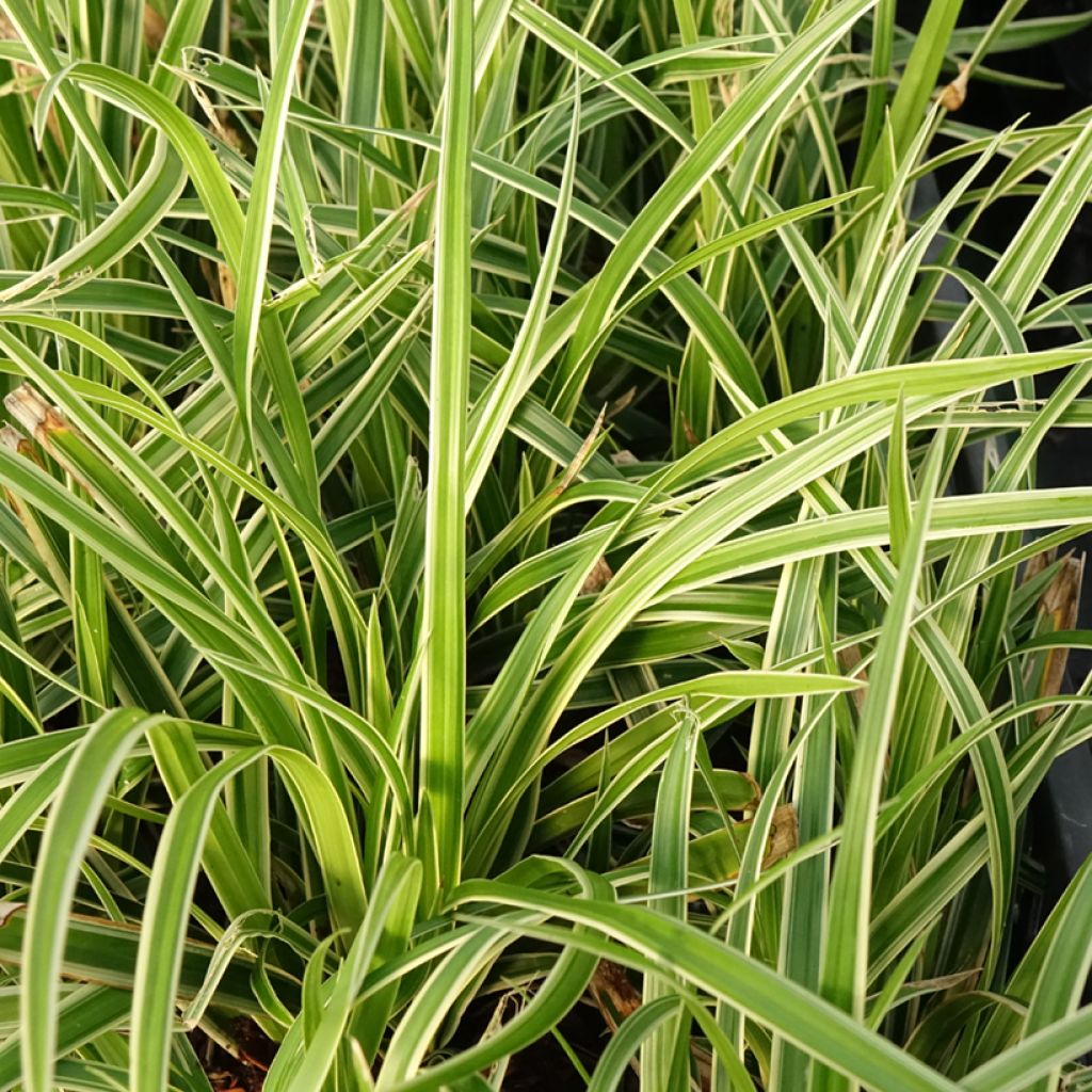 Carex muskingumensis variegata - Palmwedel-Segge