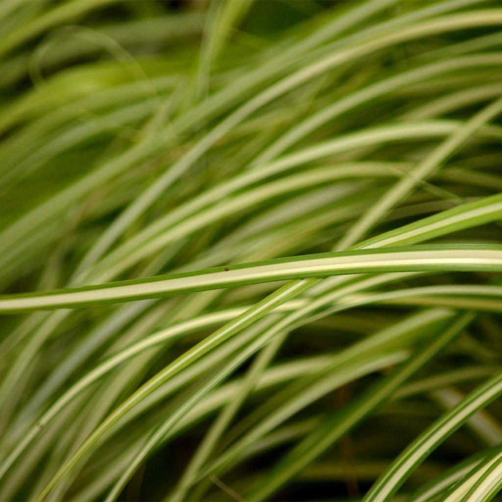 Carex oshimensis Evergold - Laîche