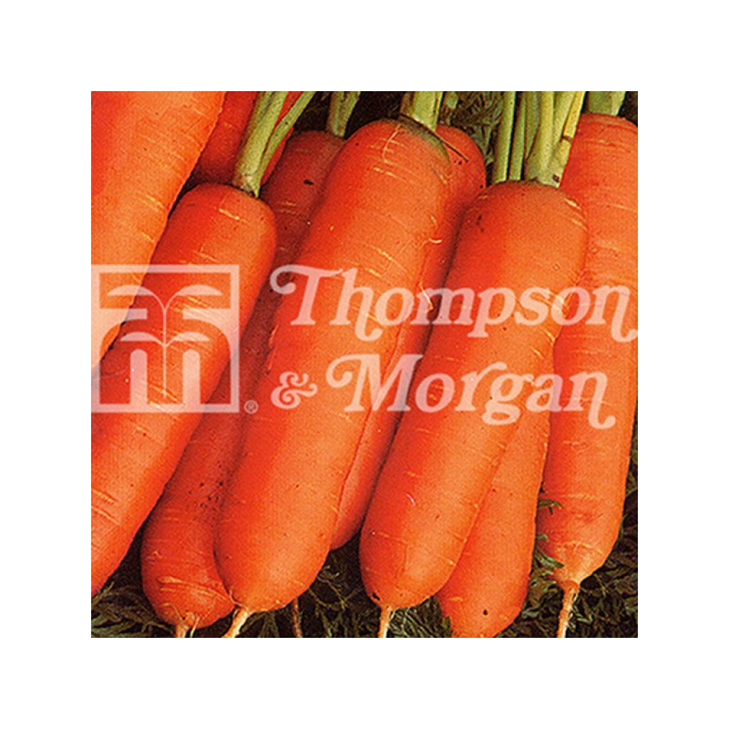 Möhre Nantes 2 - Frubund