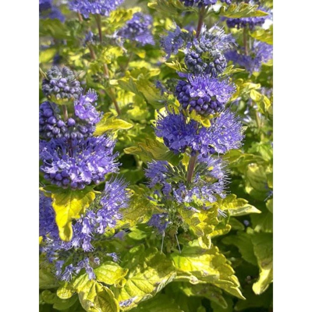 Bartblume Good as Gold - Caryopteris clandonensis