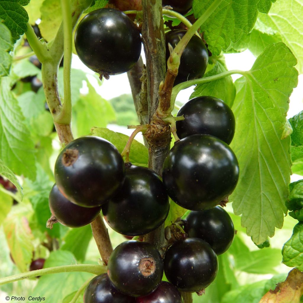 Schwarze Johannisbeere Noiroma