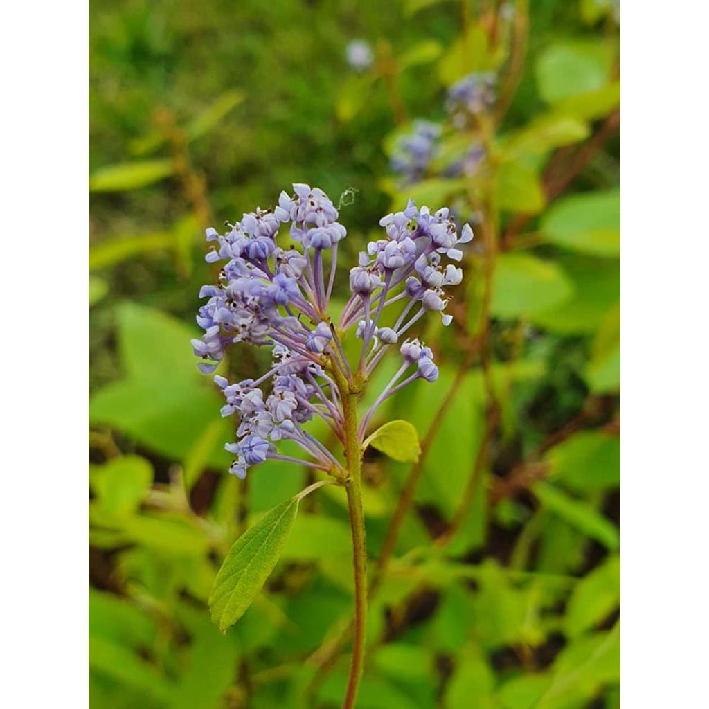 Säckelblume Marie Blue - Ceanothus pallidus