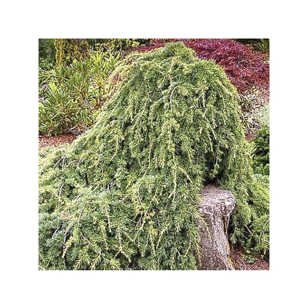 Cedrus libani subsp. atlantica Sargentii - Atlas-Zeder