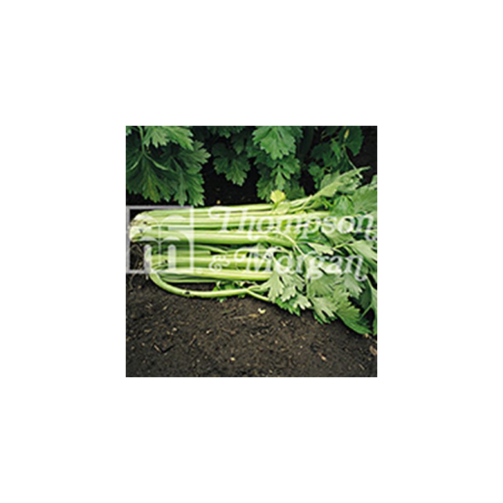 Echter Sellerie Tango F1 Hybrid