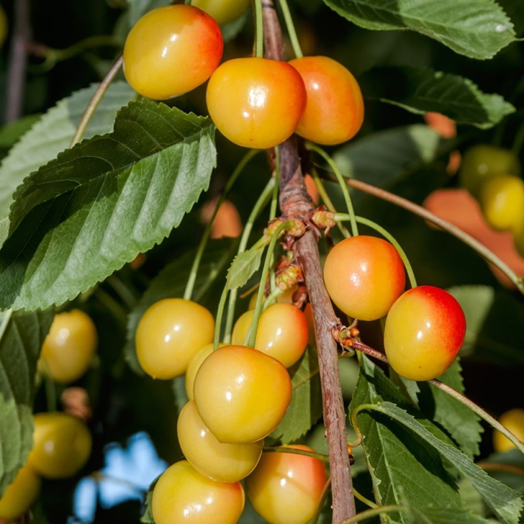 Süßkirsche Bladoróżowa - Prunus avium