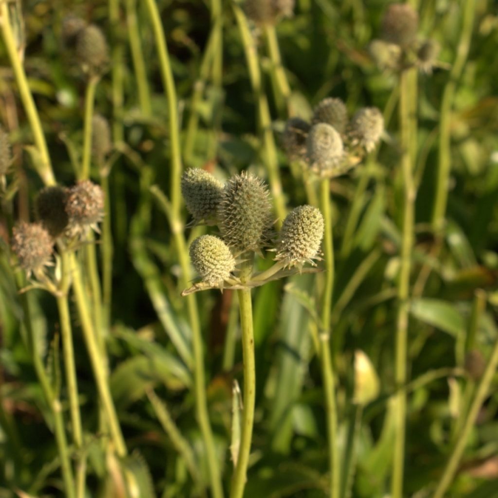 Eryngium agavifolium - Agavenblättrige Mannstreu