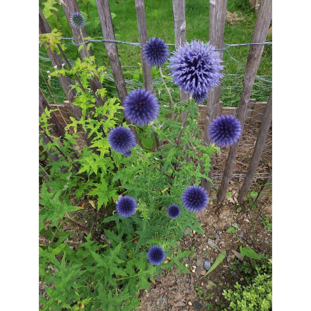 Blaue Kugeldistel - Echinops ritro