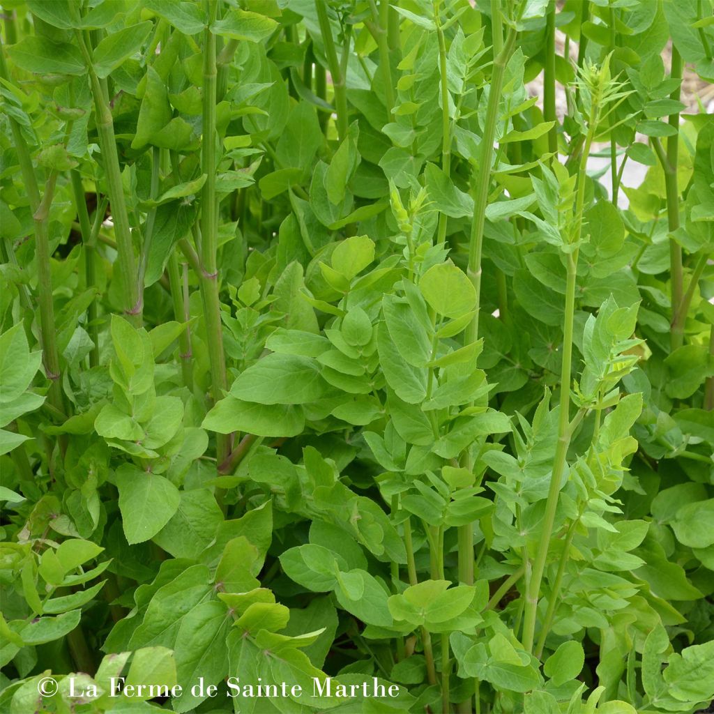 Zuckerwurzel Bio - Ferme de Sainte Marthe - Sium sisarum