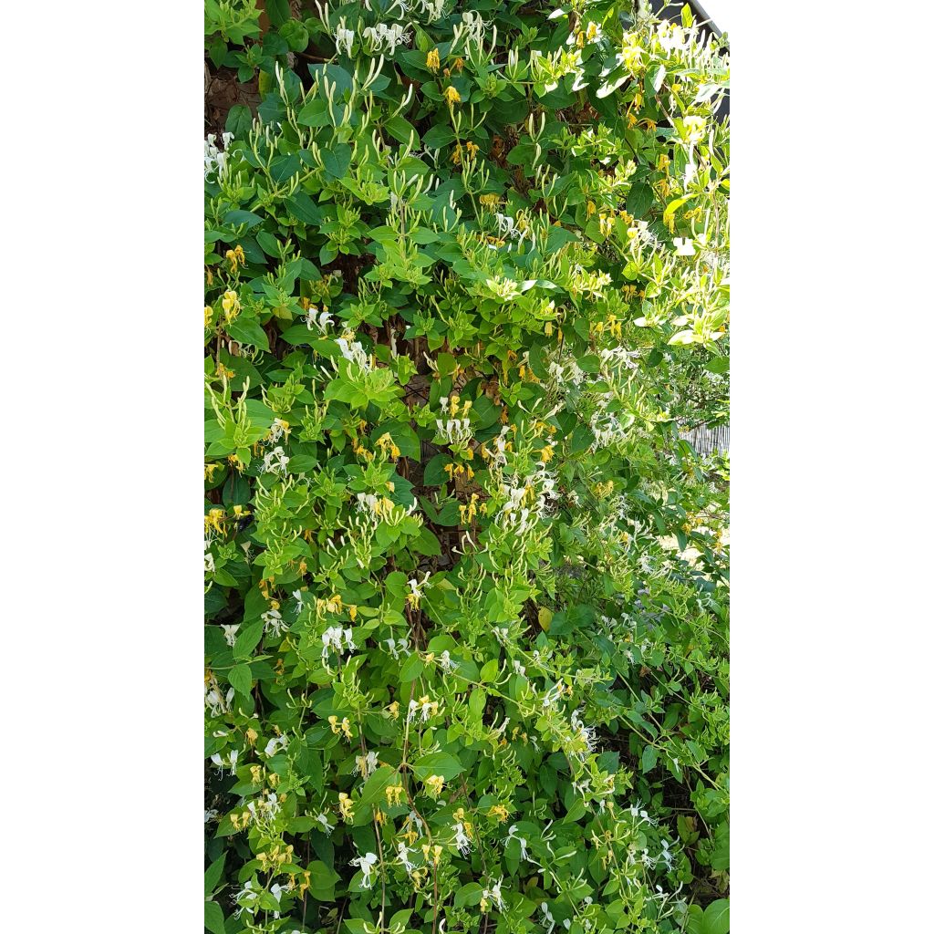 Lonicera japonica Hall's Prolific - Japanisches Geißblatt