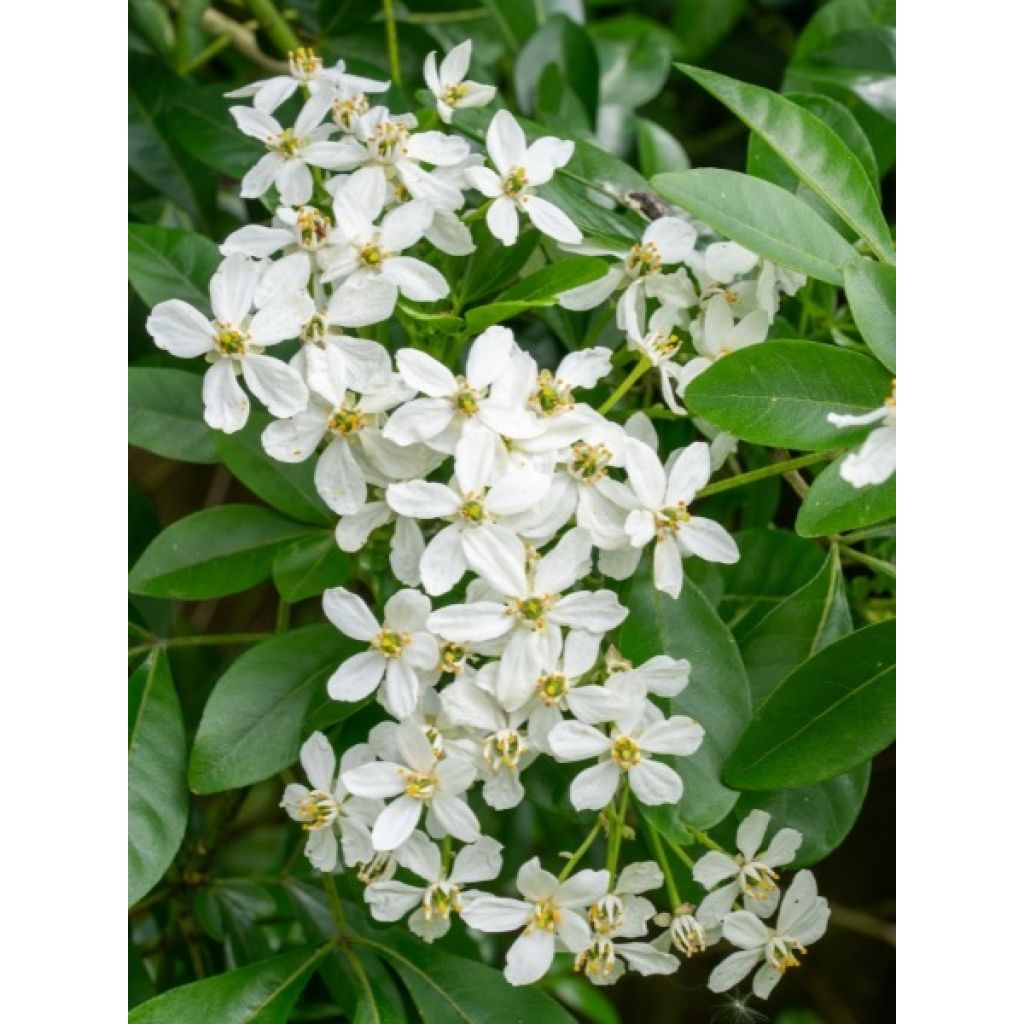 Orangenblume - Choisya ternata