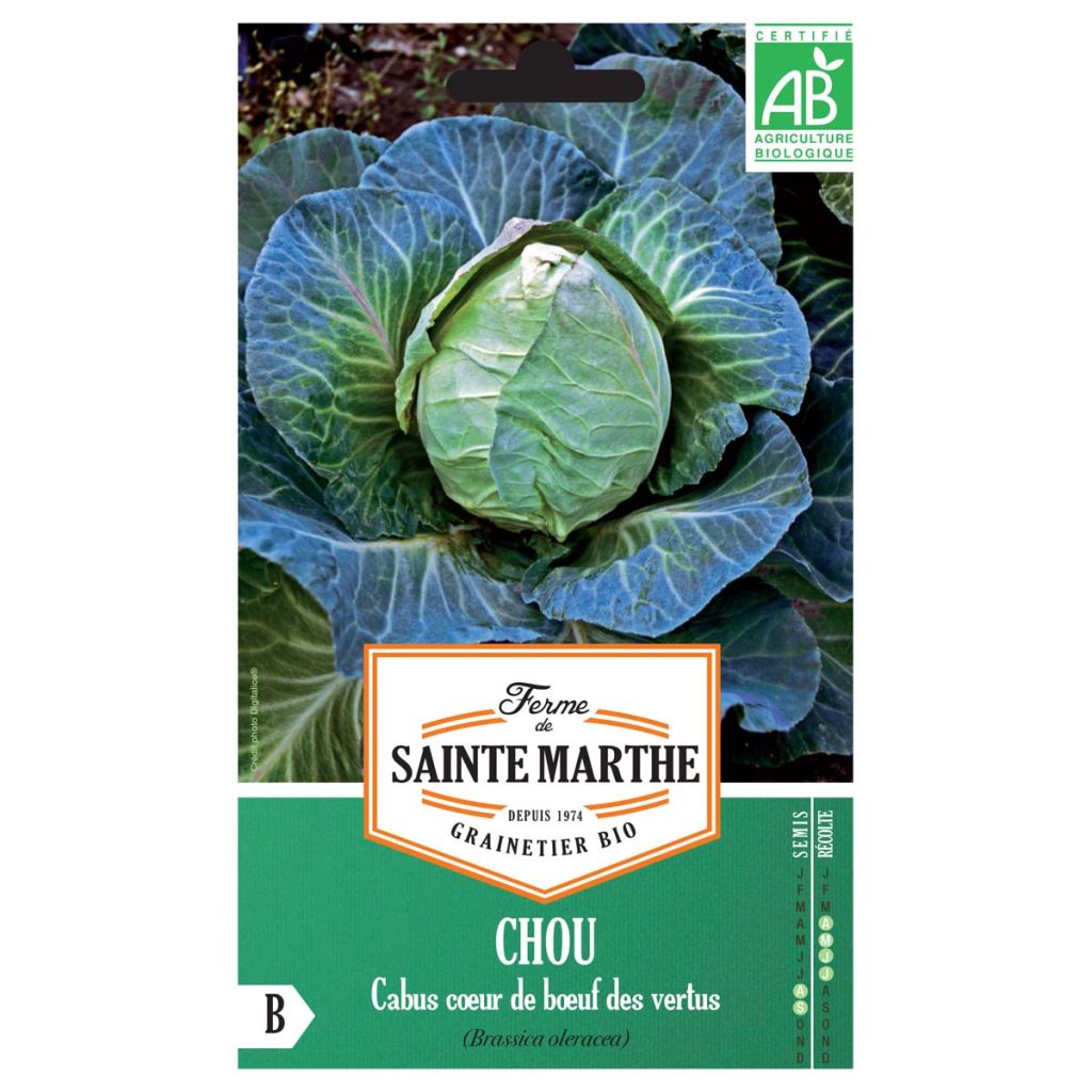 Kopfkohl Coeur de Boeuf des Vertus Bio - Ferme de Sainte Marthe
