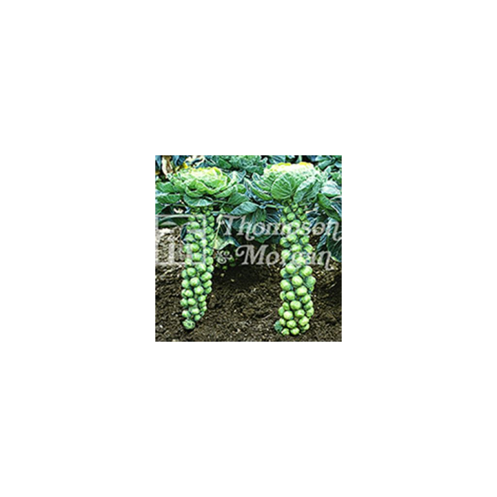 Rosenkohl Bosworth F1