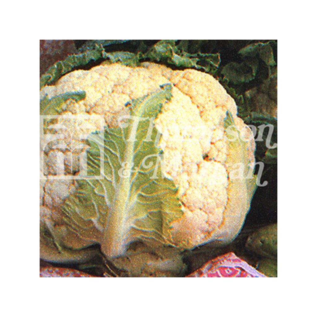 Blumenkohl All The Year Round